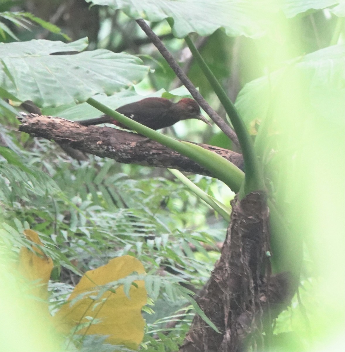 Okinawa Woodpecker - ML620090111