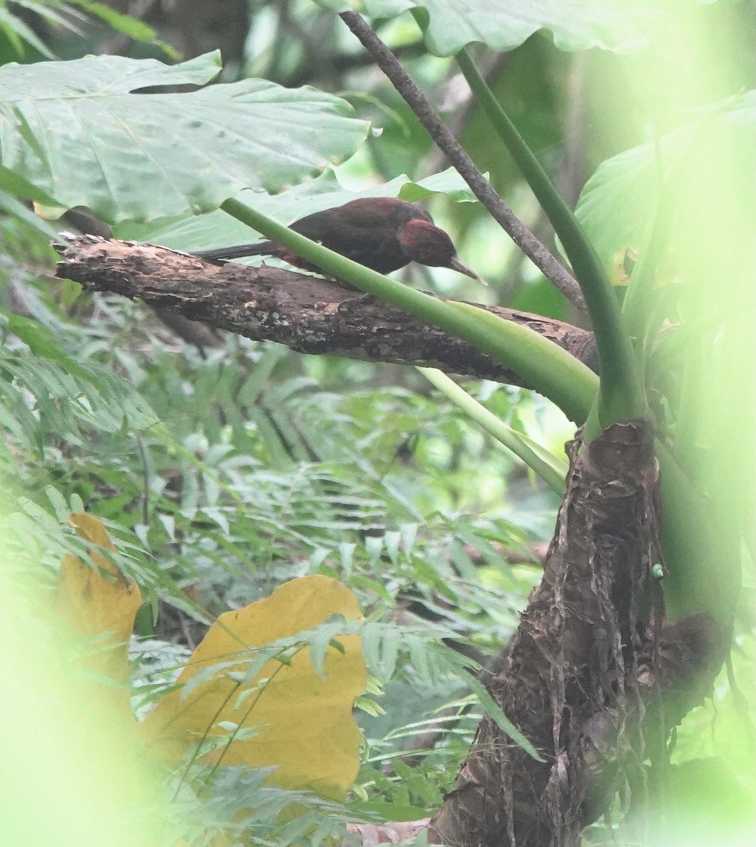 Okinawa Woodpecker - ML620090112