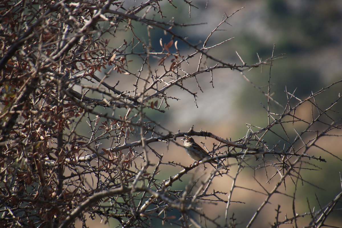 Eurasian Tree Sparrow - ML620090120