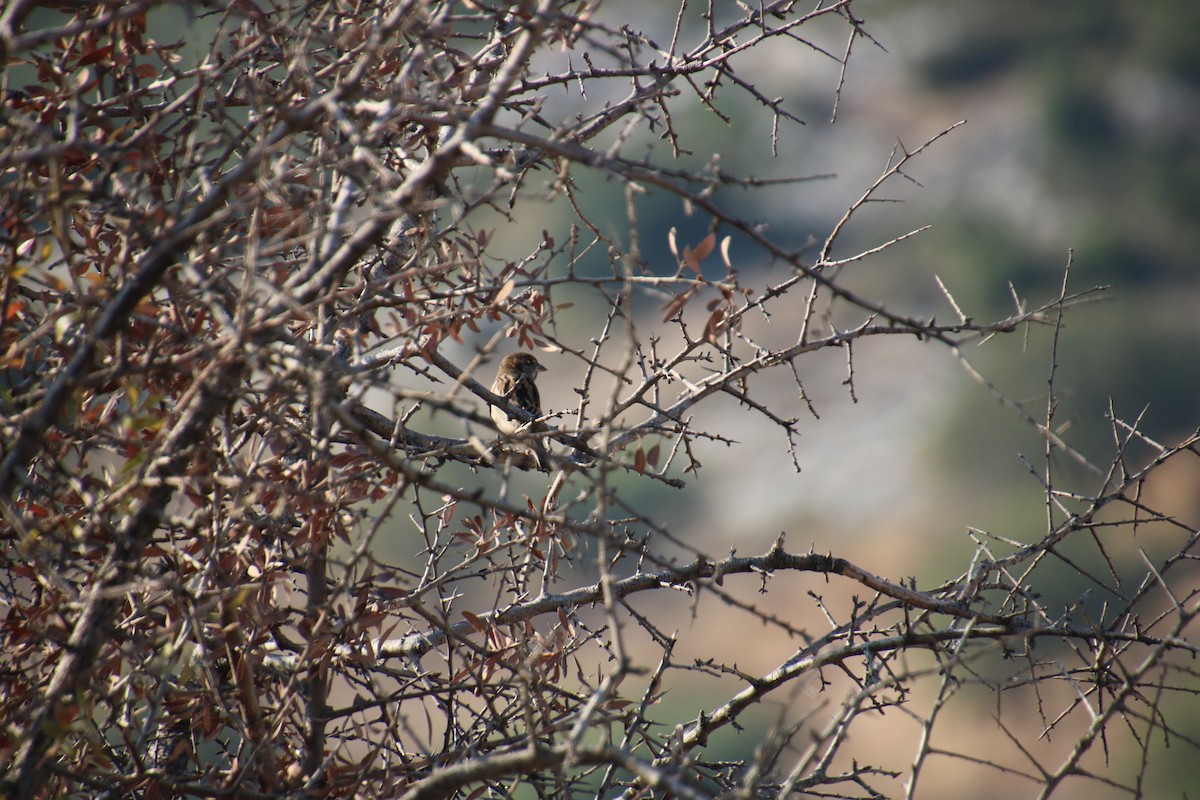 Eurasian Tree Sparrow - ML620090121