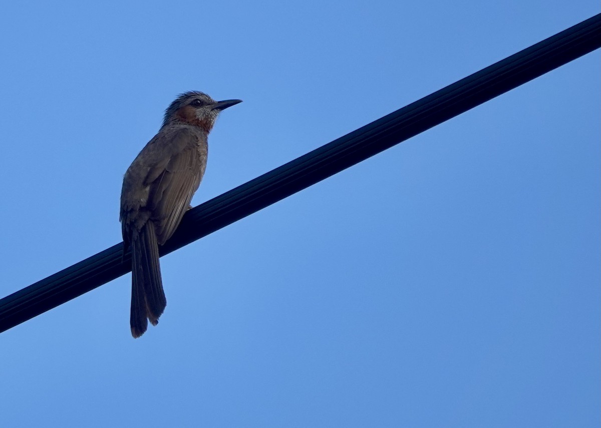 Brown-eared Bulbul - ML620090124