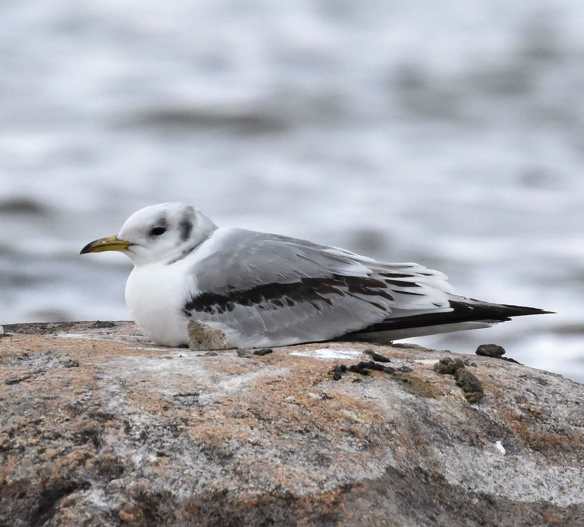 Black-legged Kittiwake - ML620090126