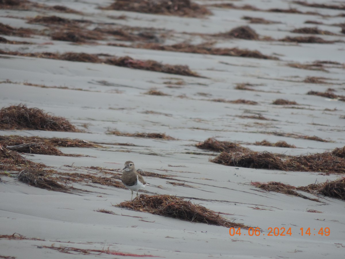 Rufous-chested Dotterel - ML620090129