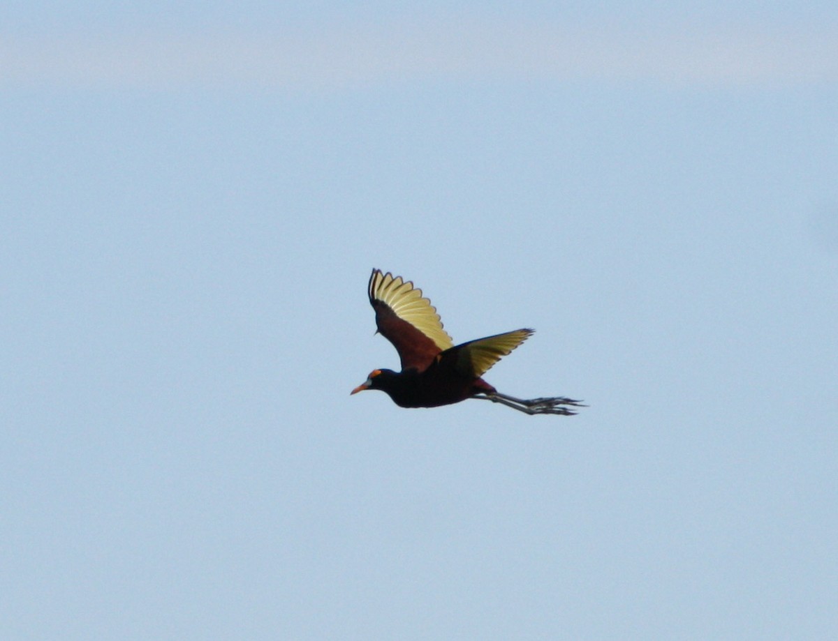 Northern Jacana - yuzaima ortiz