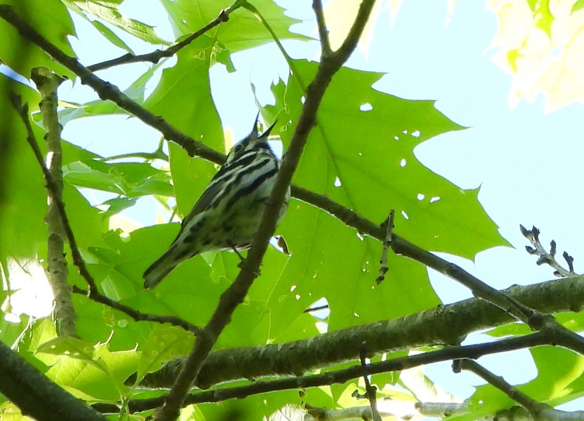 Black-and-white Warbler - ML620090147