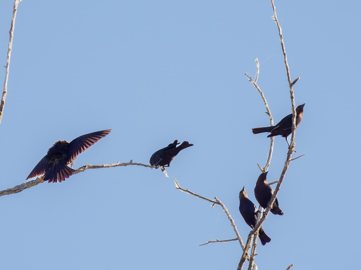 Brown-headed Cowbird - ML620090148