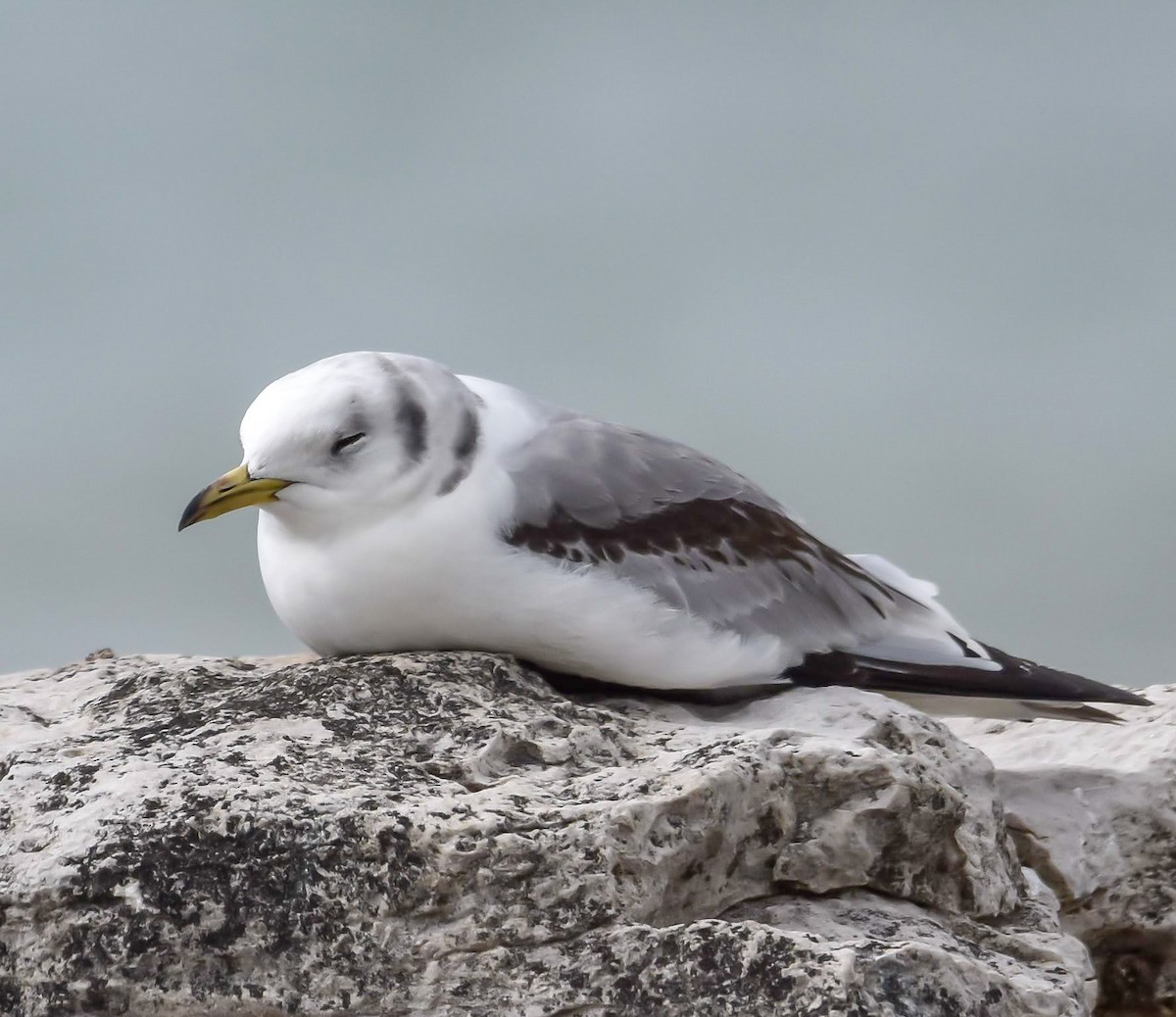 Black-legged Kittiwake - ML620090150