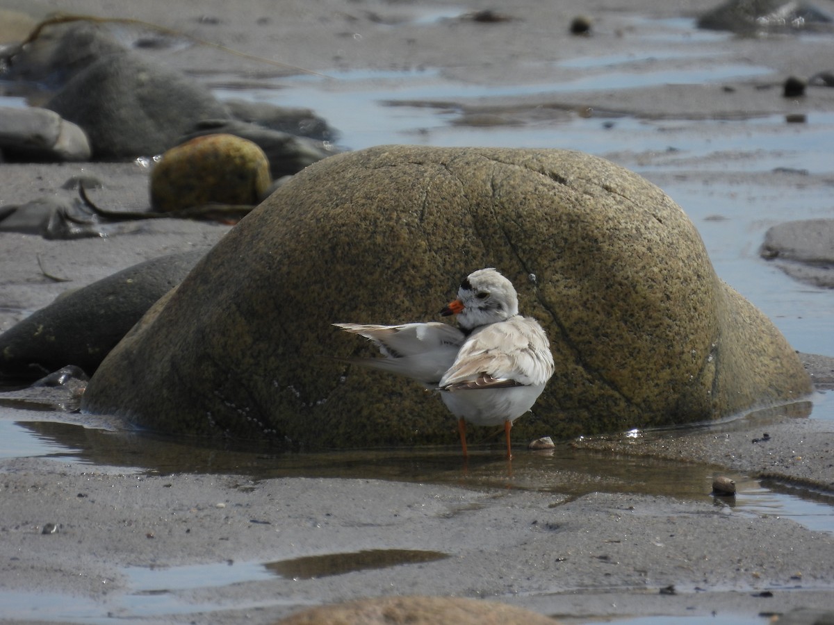 Piping Plover - ML620090164