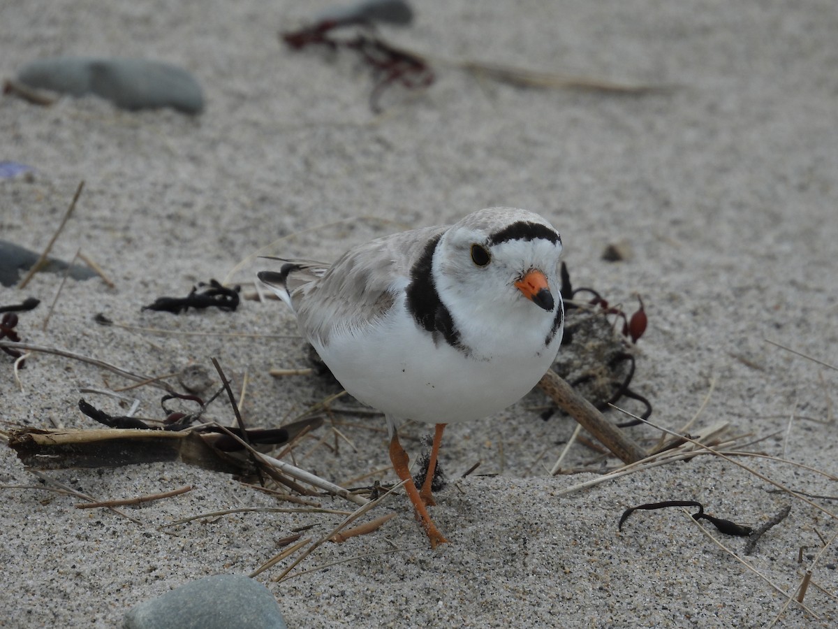 Piping Plover - ML620090165