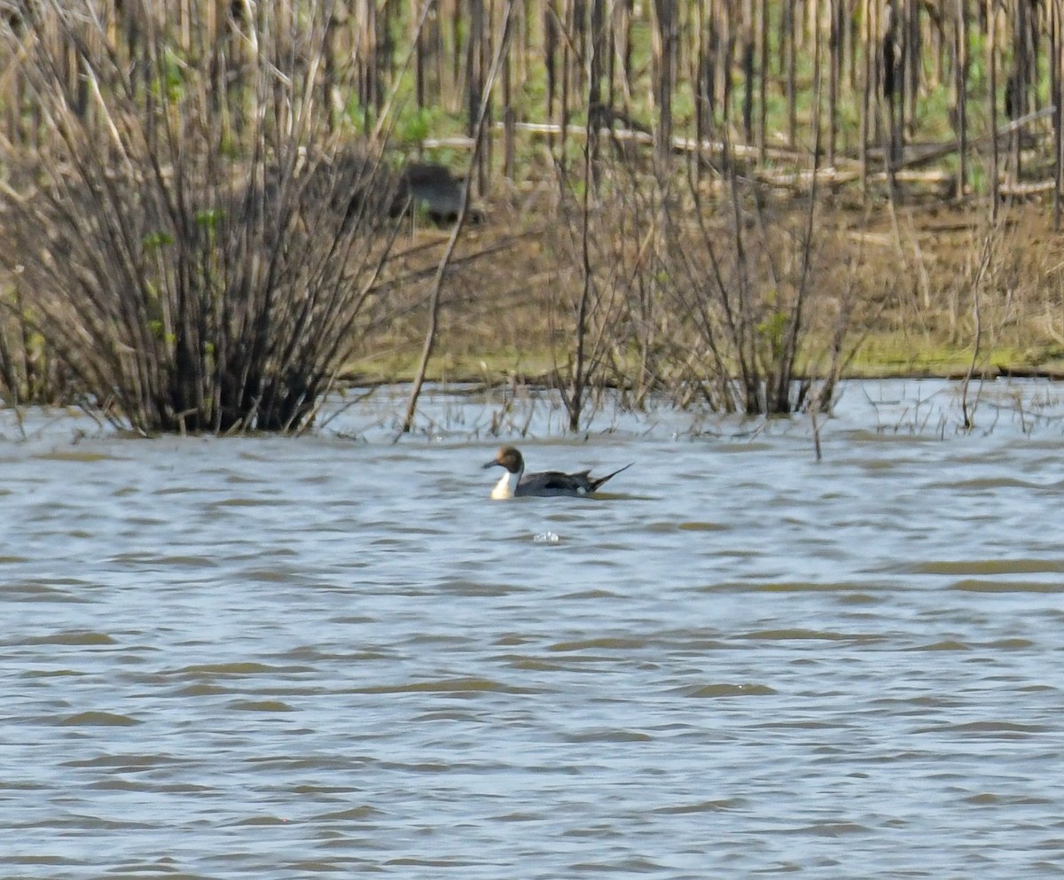 Northern Pintail - ML620090167