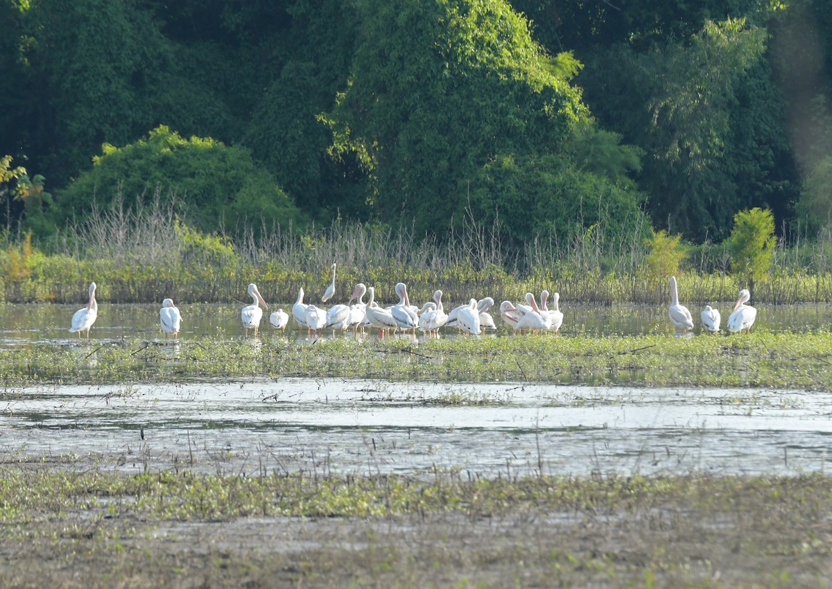 American White Pelican - ML620090188