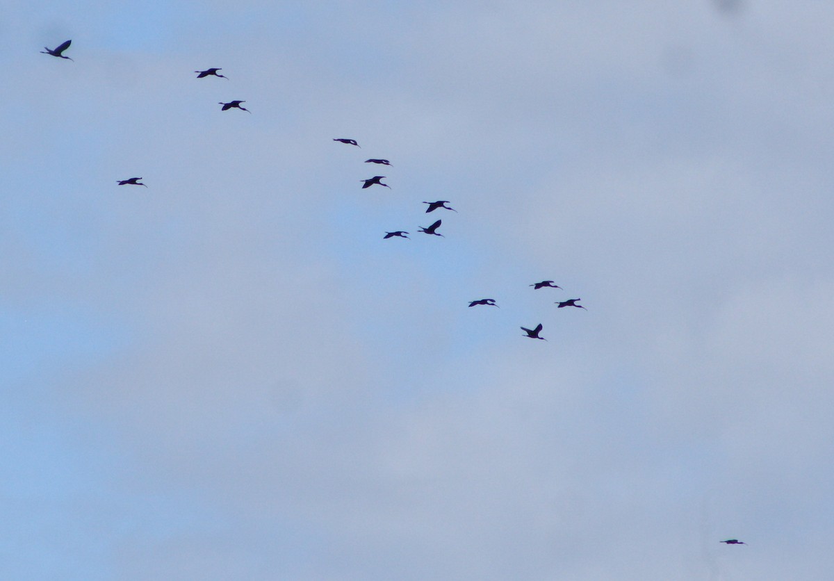 ibis hnědý - ML620090207