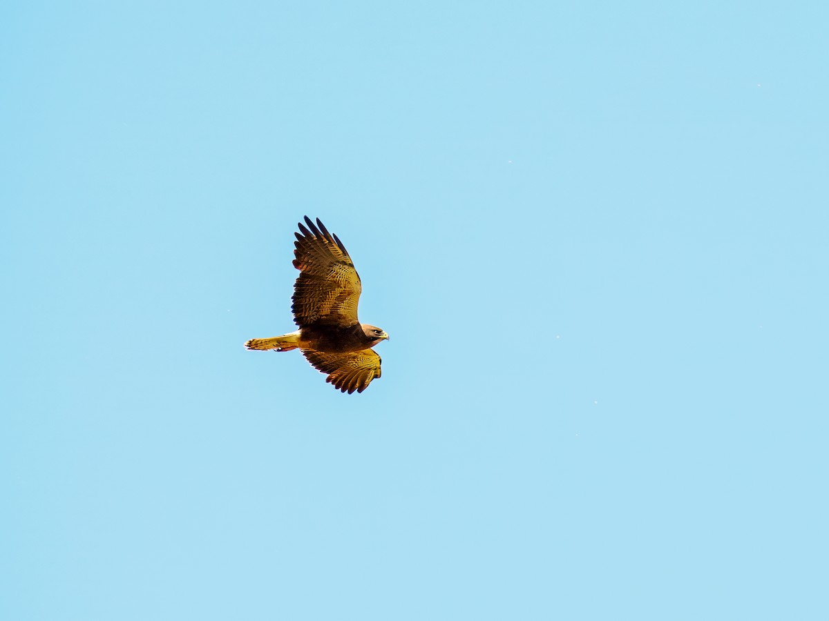 Red-tailed Hawk - ML620090219