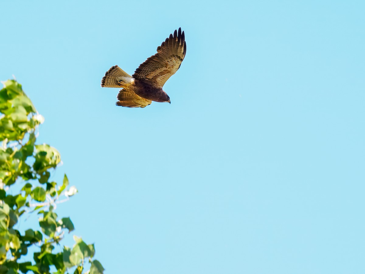 Red-tailed Hawk - ML620090220