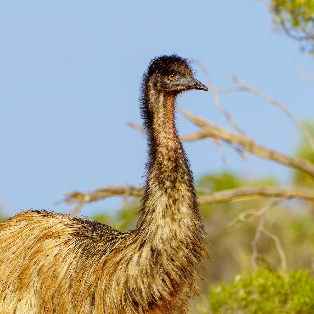 emu hnědý - ML620090226