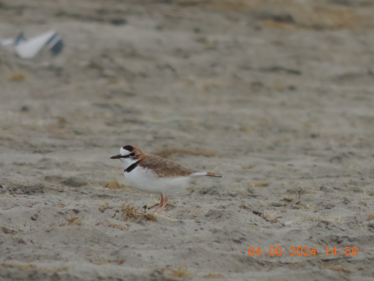 Collared Plover - ML620090245