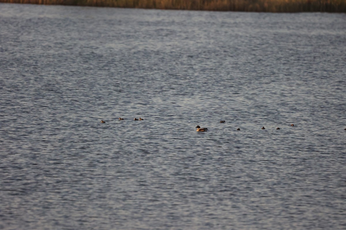 Common Goldeneye - Ann Stockert