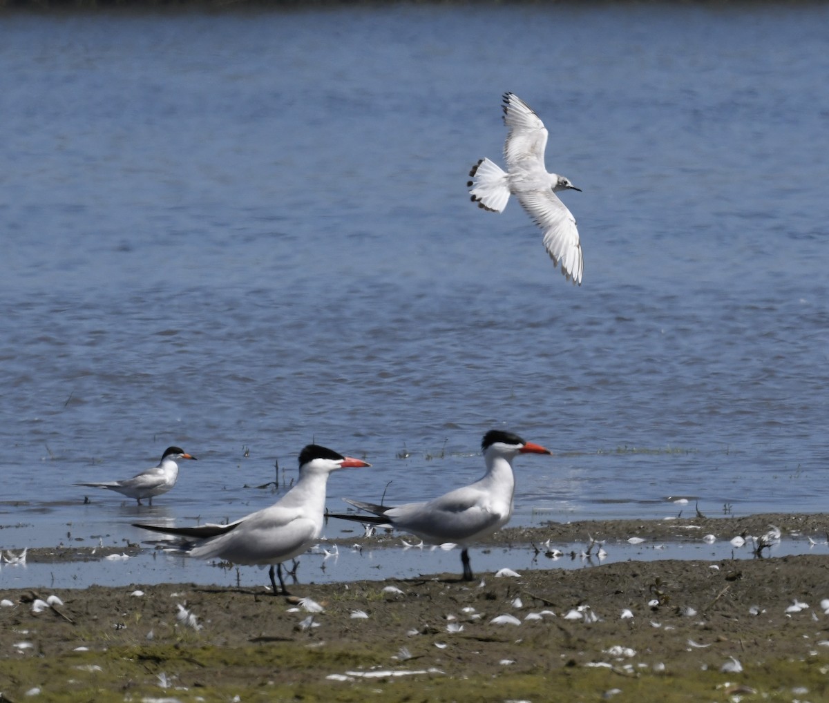 Bonaparte's Gull - ML620090252