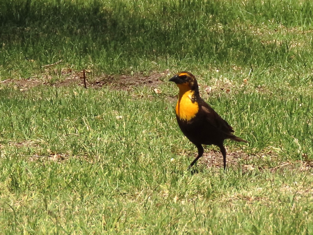 Yellow-headed Blackbird - ML620090254