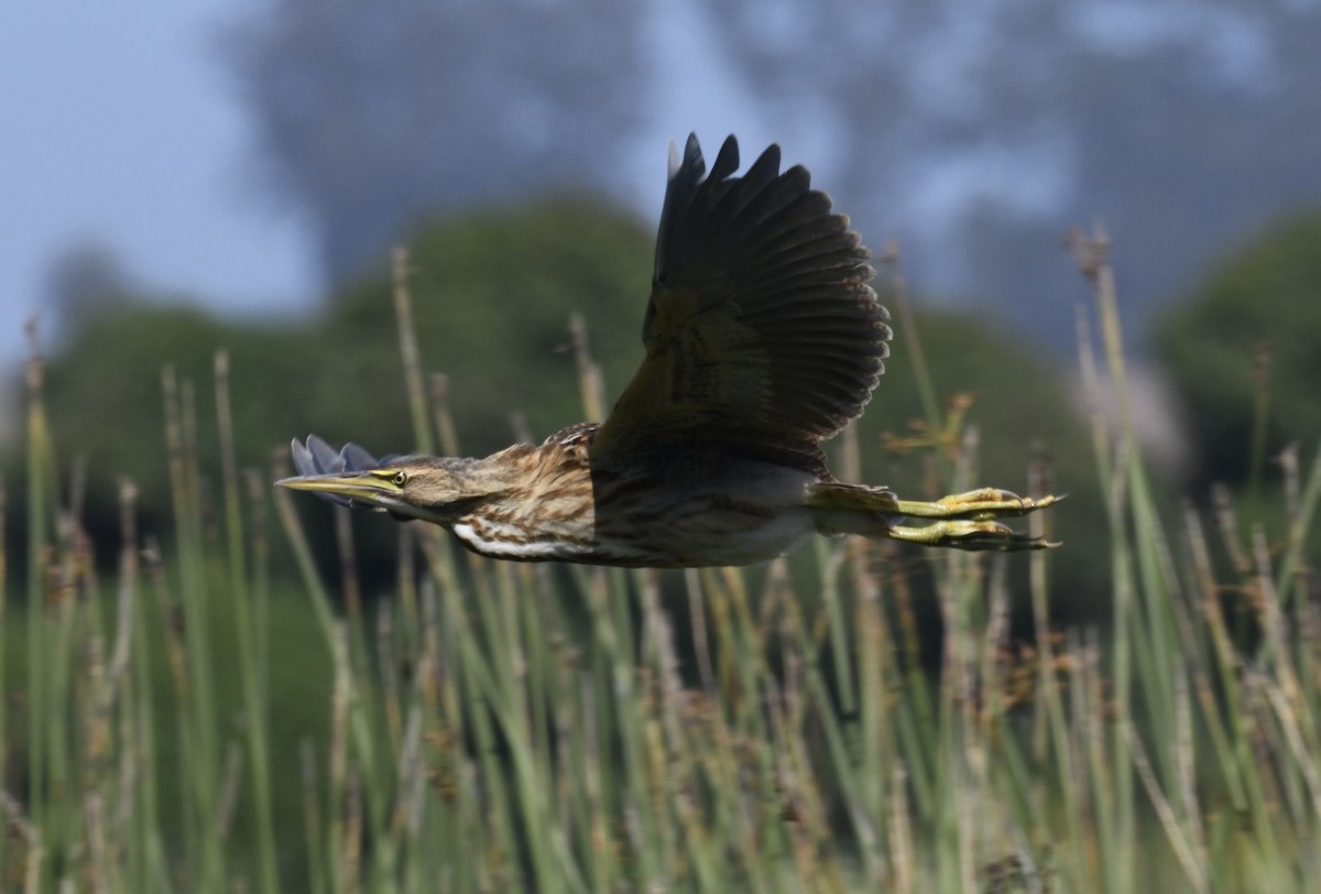 American Bittern - ML620090260