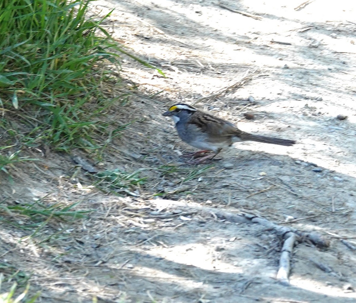 White-throated Sparrow - ML620090269