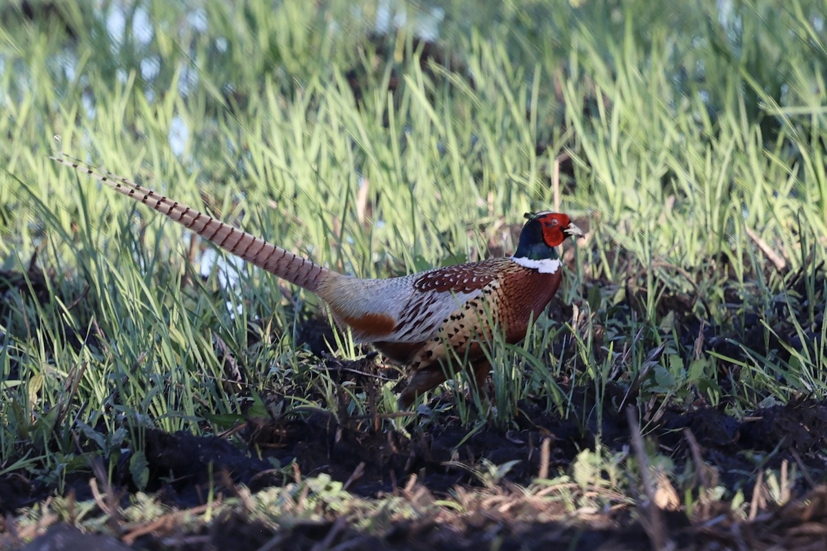 Ring-necked Pheasant - ML620090272