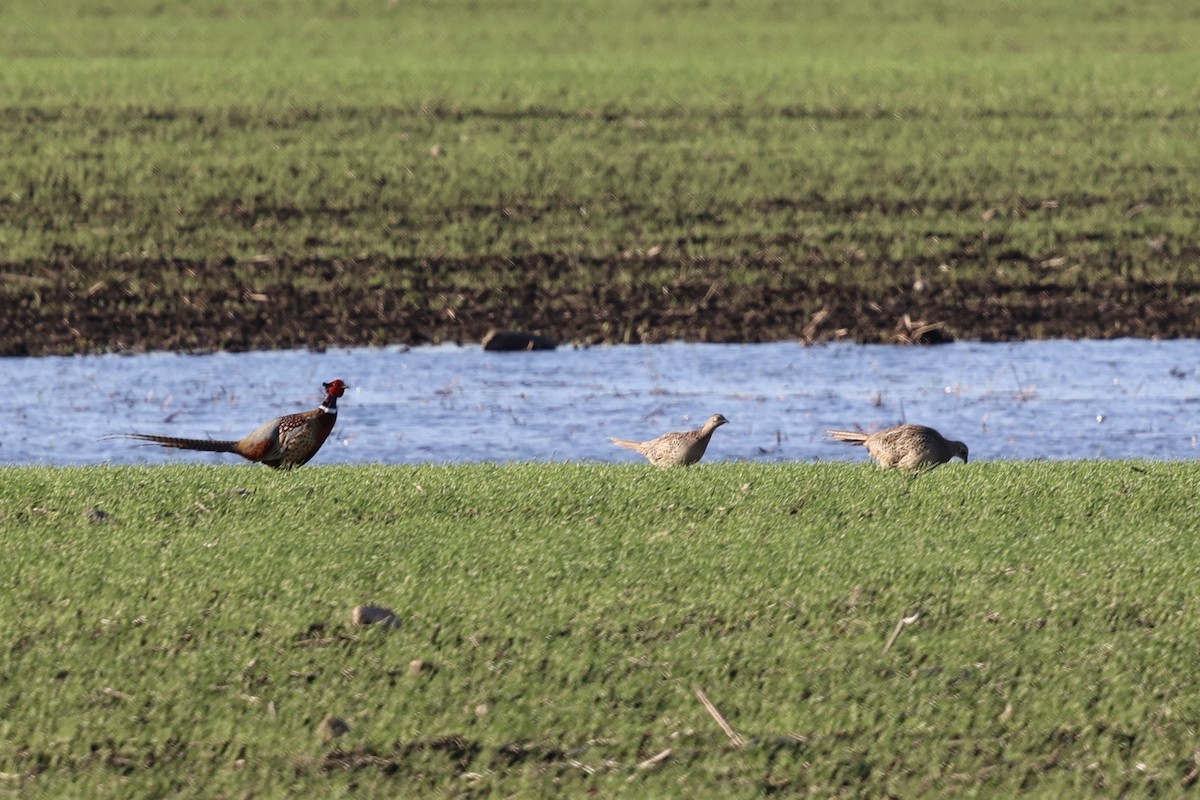 Ring-necked Pheasant - ML620090273