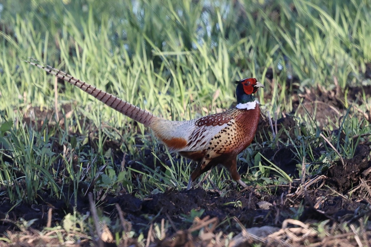 Ring-necked Pheasant - ML620090275