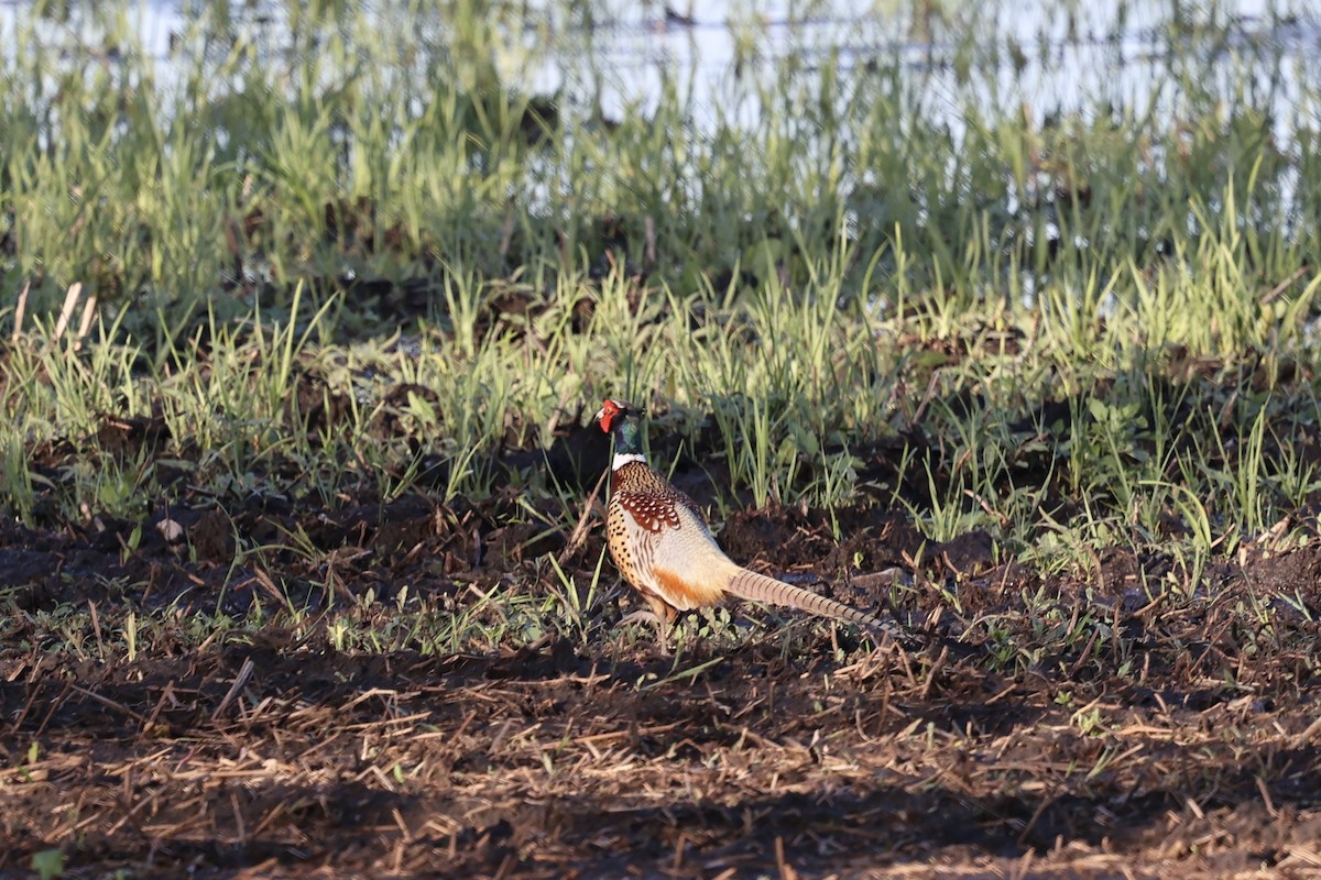 Ring-necked Pheasant - ML620090276