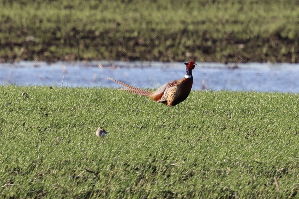 Ring-necked Pheasant - Ann Stockert