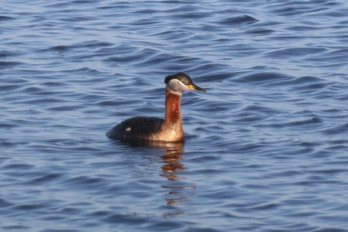 Red-necked Grebe - ML620090287