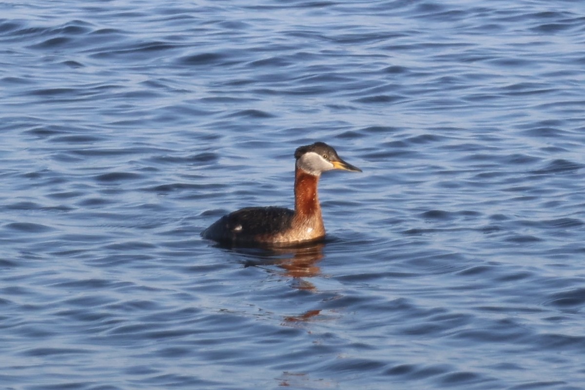 Red-necked Grebe - ML620090288