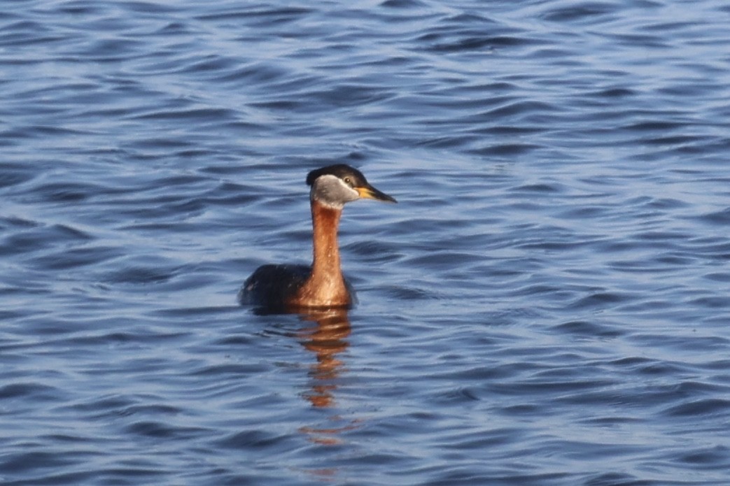 Red-necked Grebe - ML620090289