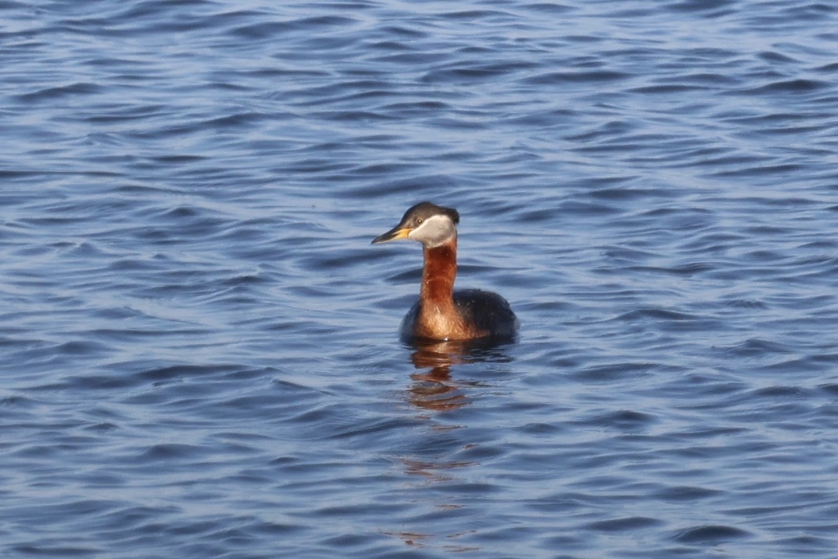 Red-necked Grebe - ML620090290