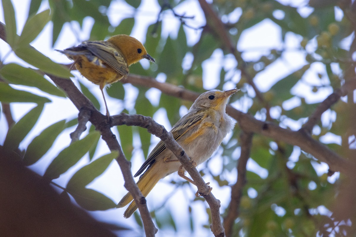 Yellow Warbler - ML620090303