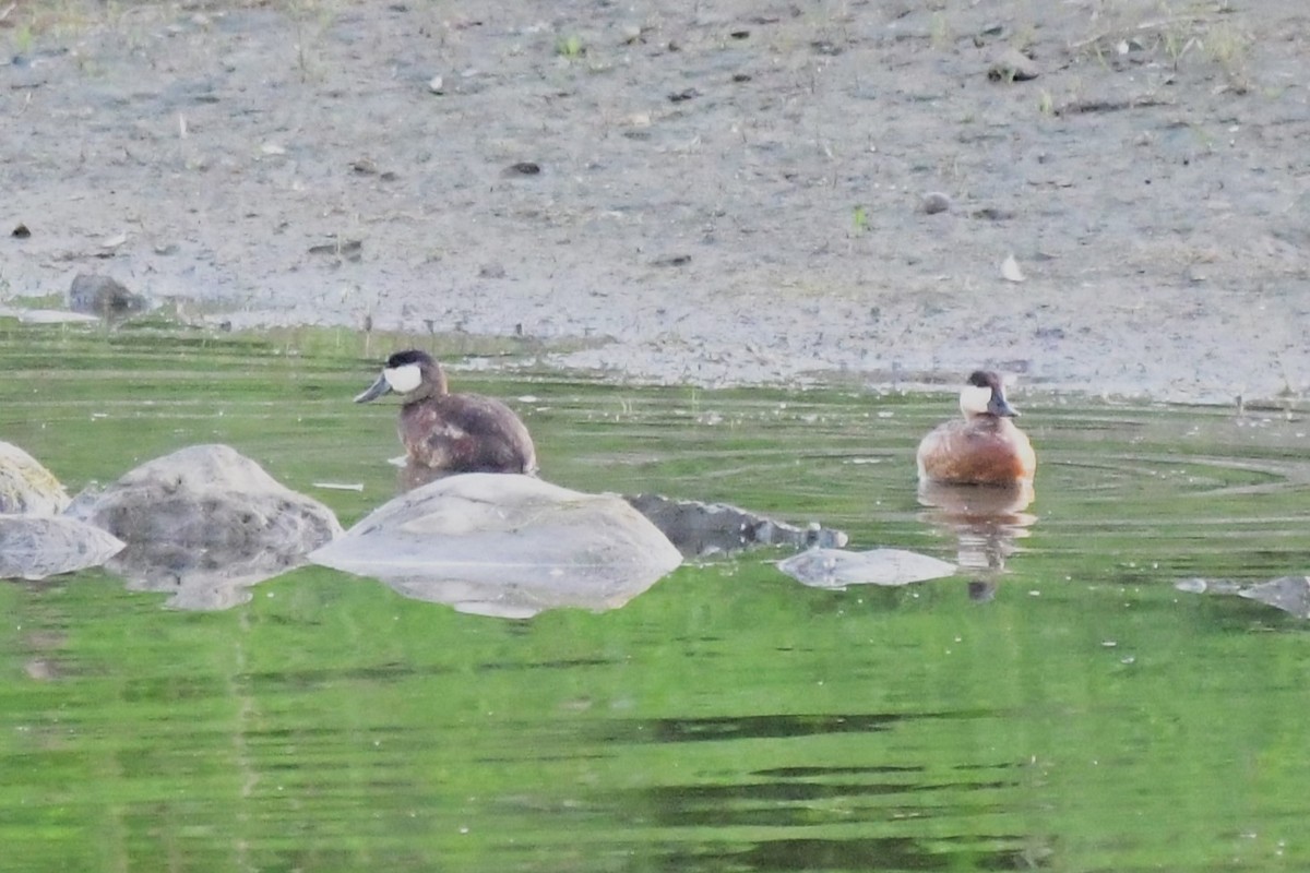 Ruddy Duck - Winston Poon