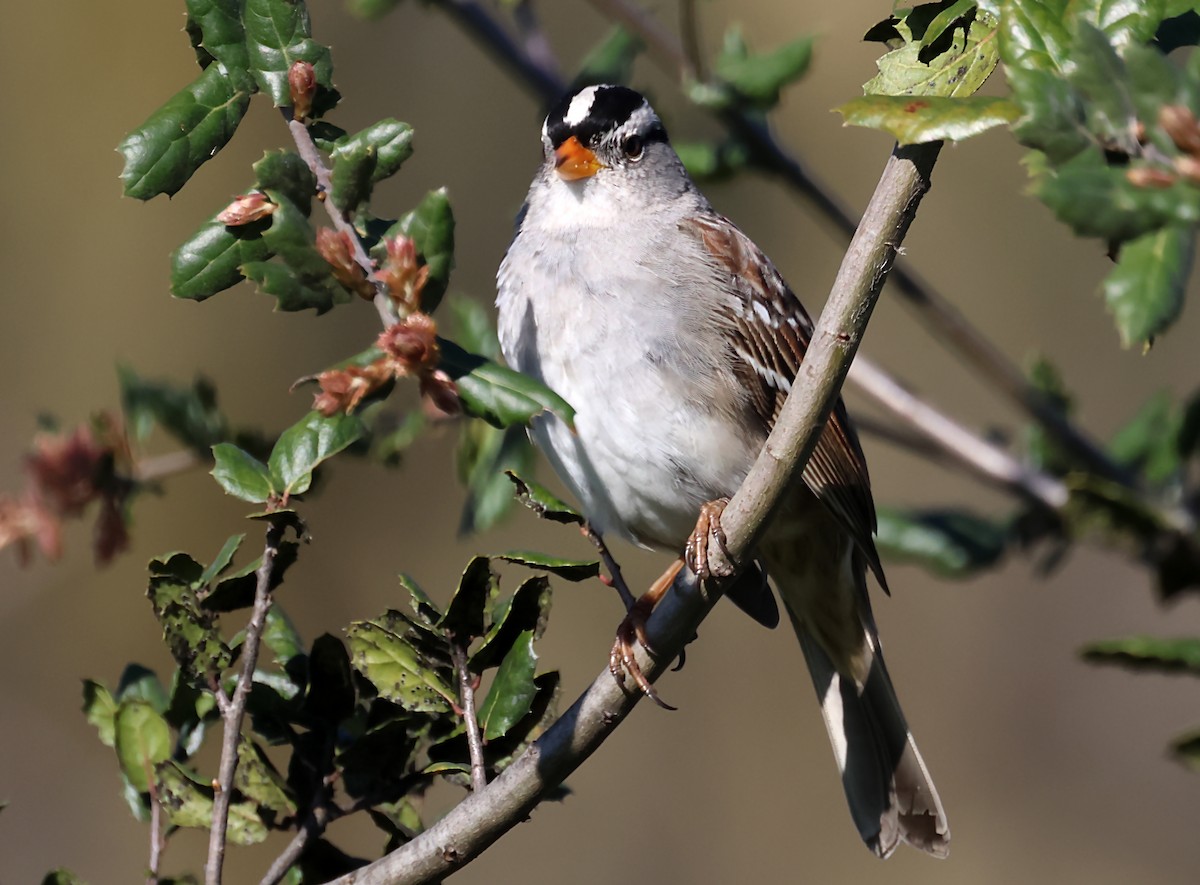 White-crowned Sparrow - ML620090318