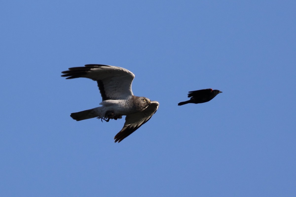 Northern Harrier - ML620090320