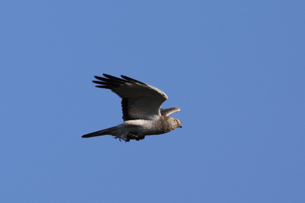 Northern Harrier - ML620090321