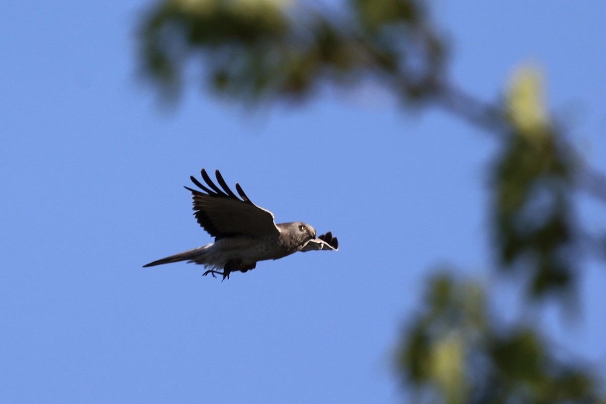 Northern Harrier - ML620090322