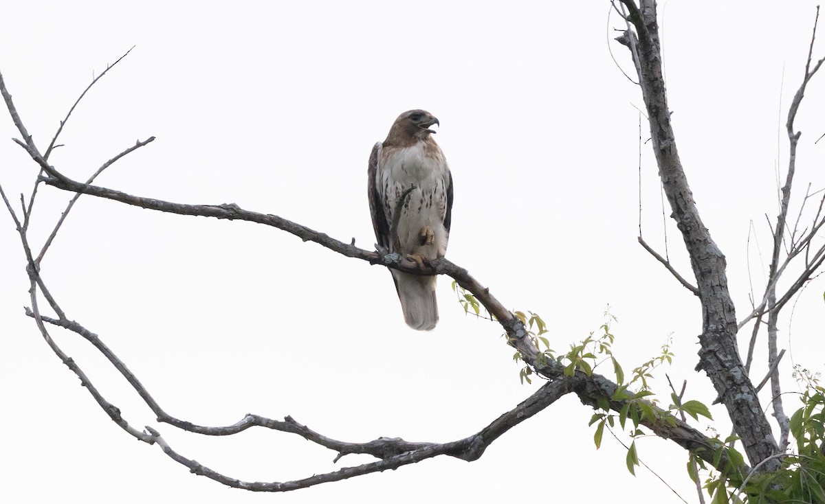 Red-tailed Hawk - ML620090324