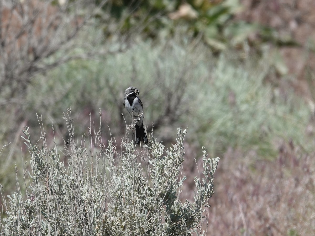 Black-throated Sparrow - ML620090349