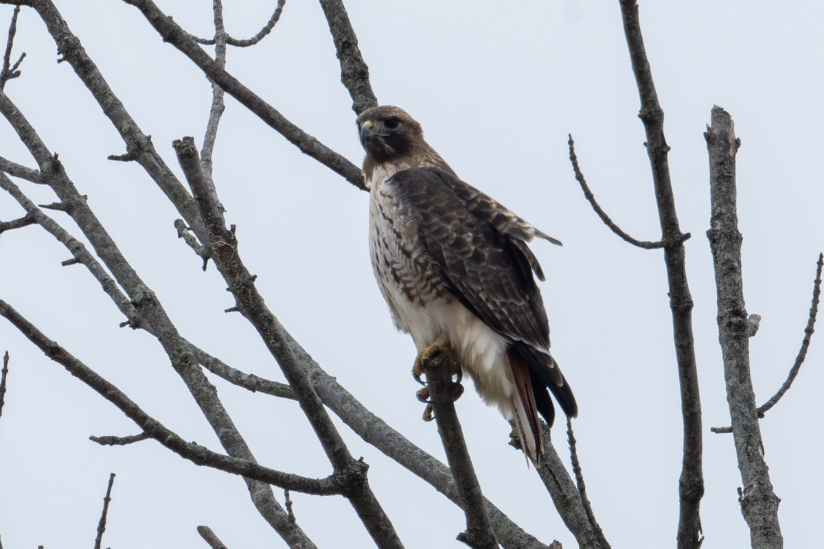 Red-tailed Hawk - ML620090356