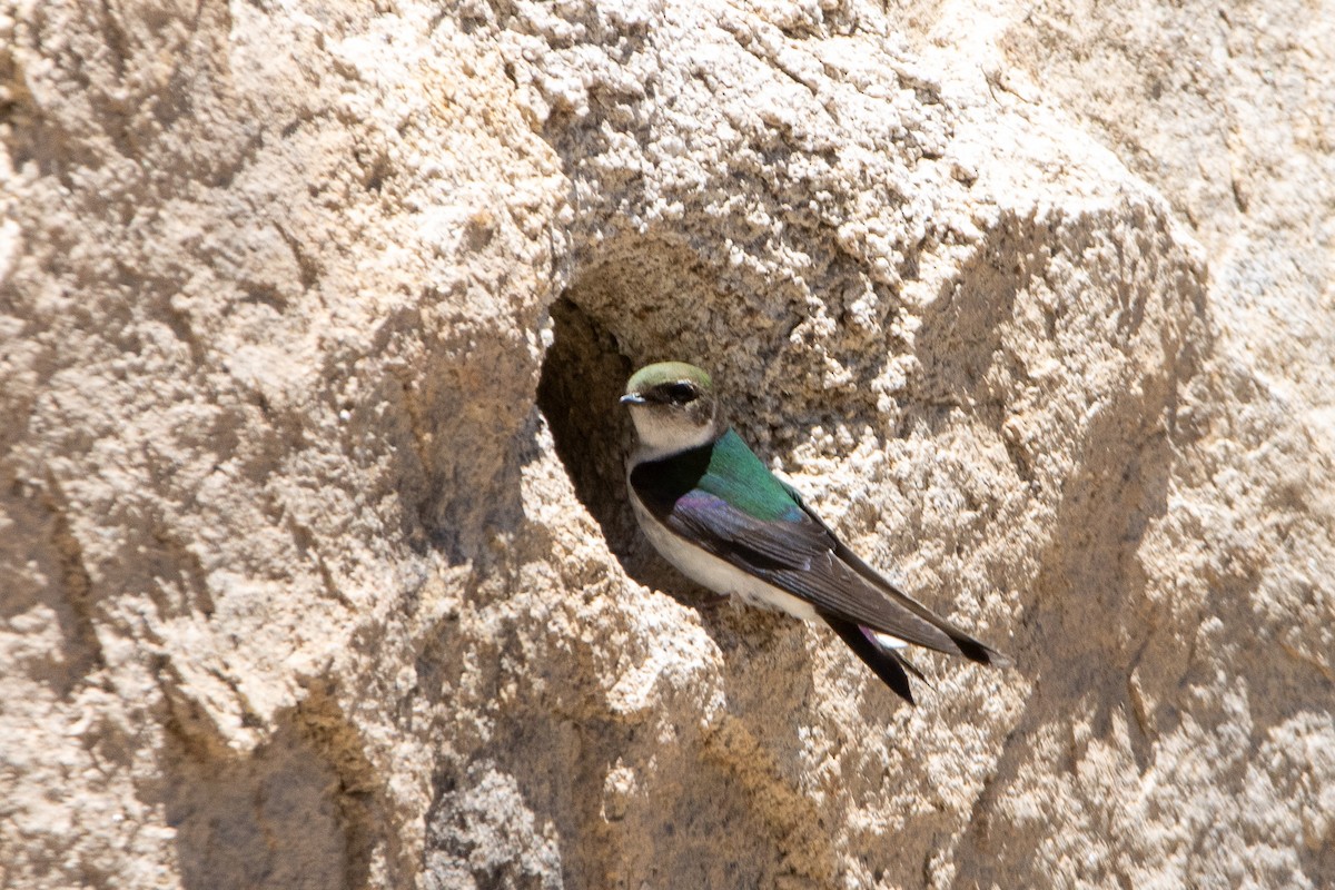 Violet-green Swallow - ML620090357