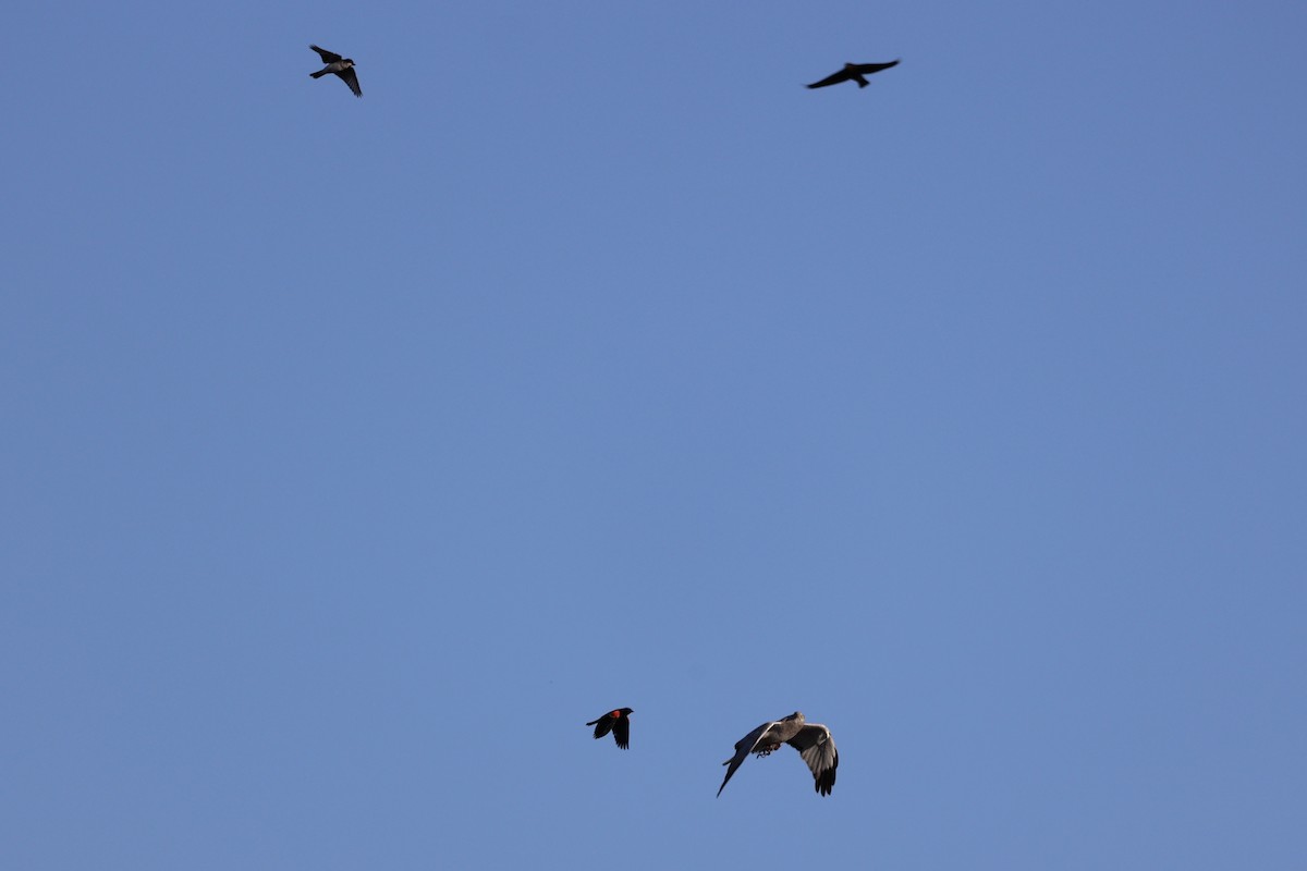 Northern Harrier - ML620090359