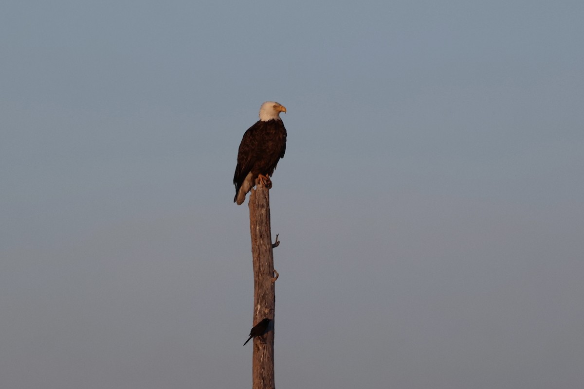 Bald Eagle - ML620090363