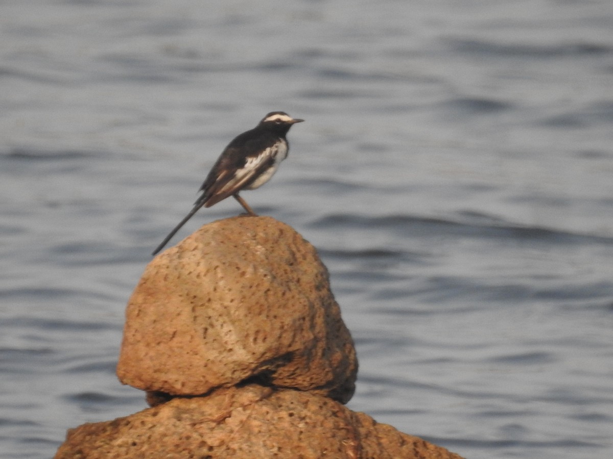 White-browed Wagtail - ML620090367