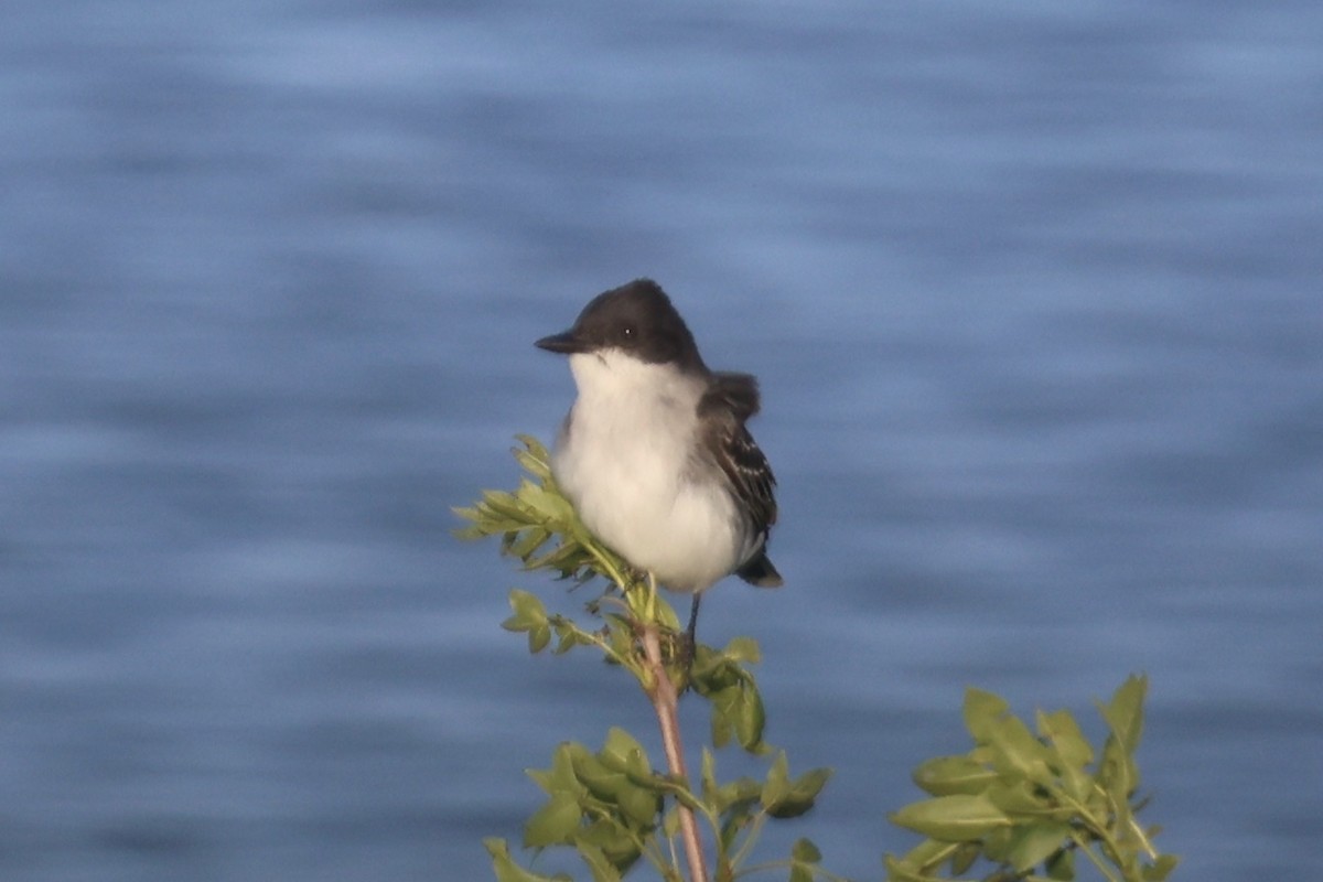 Eastern Kingbird - ML620090373