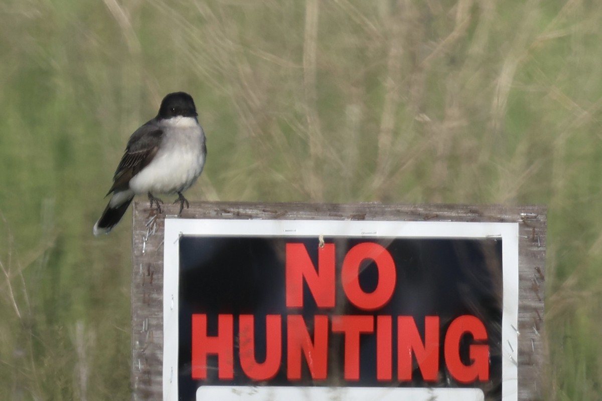 Eastern Kingbird - ML620090374