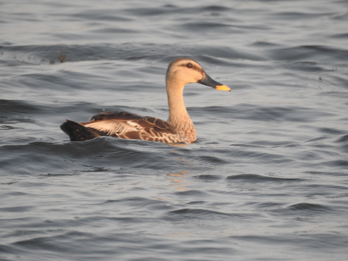 Indian Spot-billed Duck - ML620090376